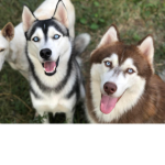 All about husky