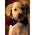 The Lovin Pup Studios