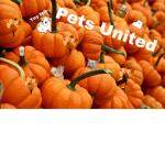 Pet United