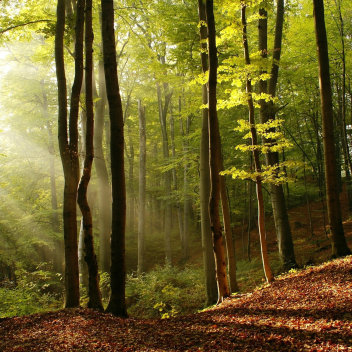 Gefangen im Wald  