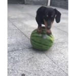 The Melon Dog Cult