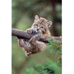 Bobcat group