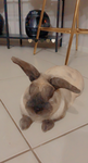 This is a rabbit group