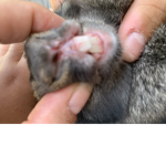 mY bUnnIes tEeTh