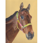 Riding High ~ Horseback Riding Academy