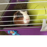 Ernie world (aka the guinea pig).