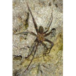 Cave Spider Squad