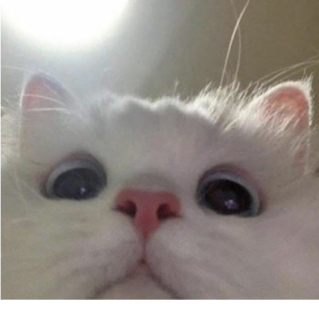 Fall from a high block that made of bricks