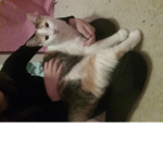 Kawaii kitti3s