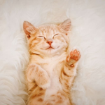 -Lilys Ideas-