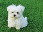 TE4M PERRO!!!