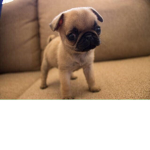 Pug corporation