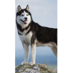 Here4DaHusky
