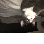 The Royal cat navy