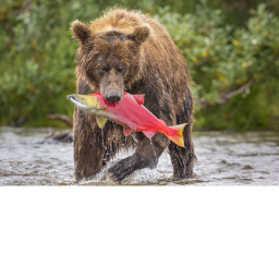 Teddy's Knife