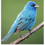 Parakeet IDK