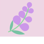 Lavender Studio's