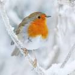 robins shoppe