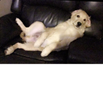 shadowdoggy