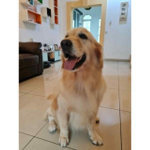 doggo_my Happy