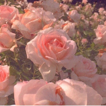 Roses Hangout Group!