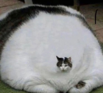 The cat group!!!!!!!!!!!!!!!!