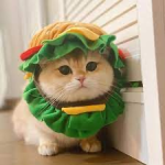 Claws & Cuisines [ staff applicationss ]