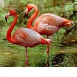 flamingo/Albert is the best!!!!!!