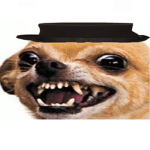 a normal groop