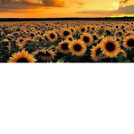 Wild Sunflowers