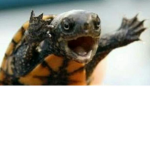 FREE TURTLE