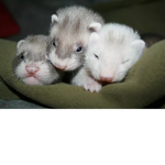 Furry Ferret Gang