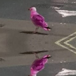 The Pink Gulls