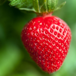 Team Strawberry!
