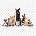 doggos and cats group