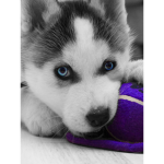 Cutie Squade