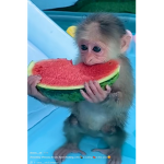 BaboonSquad