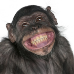 monkey'# are cool