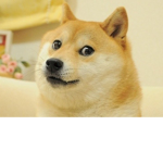 WE LIKE DOGE