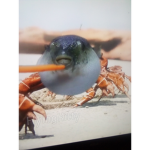 puffer crab group