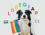 LGBTQIAP+++