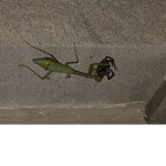 Leachfest