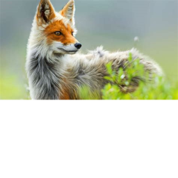 Wild Fox RPG (WIP) (Small update!)