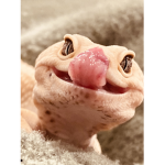Alex the gecko for life