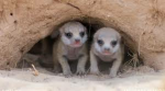 A Meerkat Group