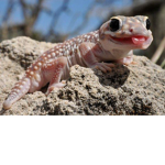 KNOB TAILED GECKOS
