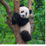 Baby panda fam