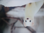 Lovely Ermines <3