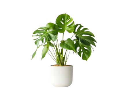 Square Two-Sided Decal