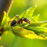 A Ant Nation